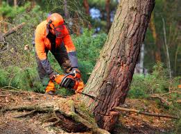 Reliable Garden City, KS Tree Care  Solutions