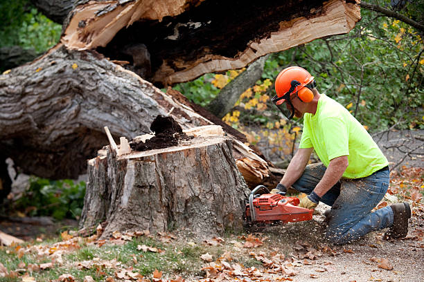 How Our Tree Care Process Works  in  Garden City, KS